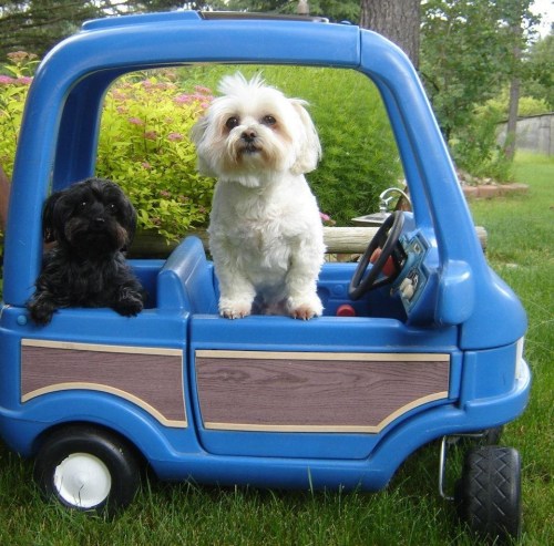 Oliver (white) and his sister Sofi